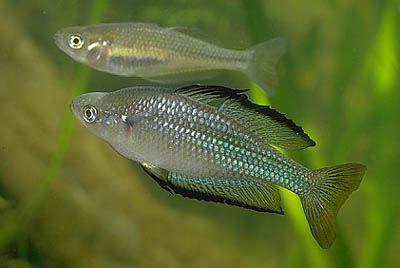 Melanotaenia fluviatilis